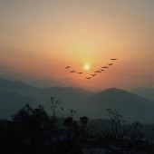 Birding in Nepal