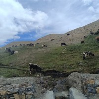 Kailash Manasharavar Tour 